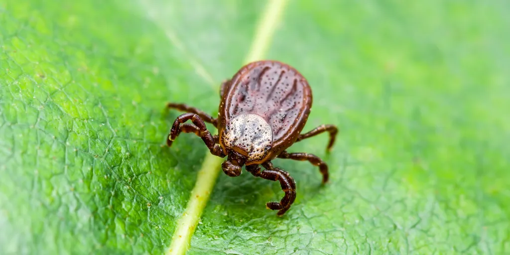 ticks transmit Lyme