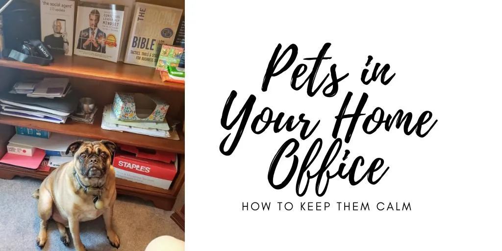 pets in your home office